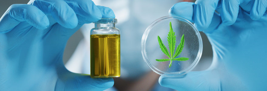 Comment Utiliser Exactement De L huile De CBD Comment Utiliser Exactement De L huile De CBD