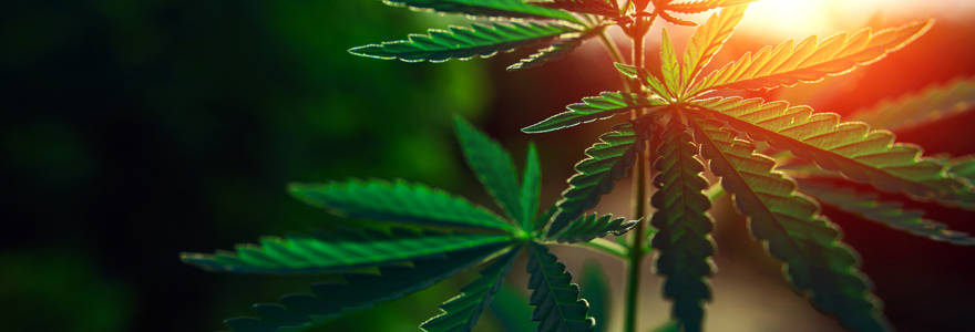 Zoom Sur Les Propri t s Innombrables Du Chanvre Fran ais Zoom Sur Les Propri t s Innombrables Du Chanvre Fran ais