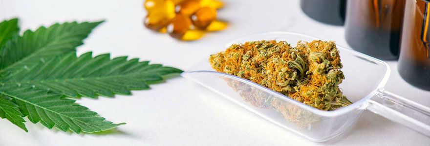 Les Fleurs De CBD En France L galit Et Utilisation Des Fleurs De CBD Les Fleurs De CBD En France L galit Et Utilisation Des Fleurs De CBD